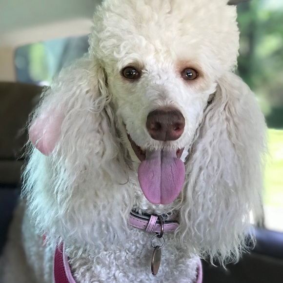 Meet your Posher, Amy - Picture 6 of 9